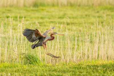 Vandaag weer eens met de camera op stap geweest naar De Wieden. Ergens midden in een stuk grasland kwam ik de Purperreiger tegen, die zich een tijd lang liet fotograferen. Ik kon zelfs de auto uit, en hem vanachter een boom fotograferen, zonder dat hij het in de gaten leek te hebben. Toen ik dacht dat hij weg ging vliegen, bleek hij gelukkig een klein stukje verderop al weer te gaan landen. Toen maakte ik deze foto. Zo had ik een Purperreiger nog nooit eerder gezien.