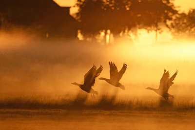 <i class='fa fa-user'></i> Peter Stam |   Grauwe Gans  <i class='fa fa-eye'> 285</i>  <i class='fa fa-thumbs-up'> 17</i>   <i class='fa fa-comment-o'> 13</i>