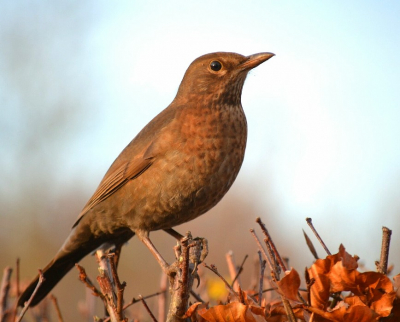Ik was een rondje om de boerderij aan het lopen, soms zijn d'r wel eens leuke vogels. Ik zag op de heg de merel zitten, mijn ervaring is dat deze vaak direct wegvliegen als je een stap dichterbij komt. Toch maar weer eens proberen. Tot mijn verassing bleef de vogel zitten, alleen het licht zat niet mee. Om goed licht te krijgen moest ik door een smalle opening waardoor ik heel dichtbij de merel kwam. Maar het lukte! Ik kon heel dichtbij een aantal plaatjes vliegen en toen vloog ie gewoon weg. Ik weet niet wat er met de vogel aan de hand was maar hij leek gezond. In ieder geval heel blij met deze foto!
