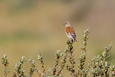 In de duinen zijn er momenteel genoeg mogelijkheden om een vogel in z'n habitat te klikken. Alleen dan moet er wel gezongen worden. Vandaag was dat niet het geval, dus nog even geduld.