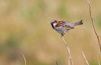 In de duinen zijn er momenteel genoeg mogelijkheden om een vogel in z'n habitat te klikken. Alleen dan moet er wel gezongen worden. Vandaag was dat niet het geval, dus nog even geduld.