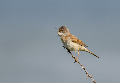 In de duinen zijn er momenteel genoeg mogelijkheden om een vogel in z'n habitat te klikken. En als er dan gezongen wordt zit ie uiteraard mooi op een takje en niet in z'n habitat. Nog geen geluk gehad, dus nog even geduld.