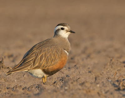 <i class='fa fa-user'></i> Alfred Berkhof |   Morinelplevier  <i class='fa fa-eye'> 386</i>  <i class='fa fa-thumbs-up'> 28</i>   <i class='fa fa-comment-o'> 16</i>