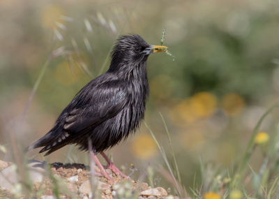 Onder de tak waar ik eigenlijk een bijeneter verwachte, kwam plots deze zwarte spreeuw in beeld, ook deze soort wilde ik wel graag fotograferen.