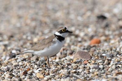 Op het eiland aan het strand liepen kleine pleviertjes zenuwachtig rond. Om ze niet te verontrusten ben ik ergens gaan zitten en toen kwam een plevier zowaar mijn kant uit en kon ik die van redelijk dichtbij fotograferen.