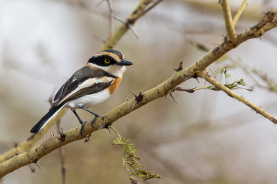 <i class='fa fa-user'></i> pjvantuil |   Senegalese Vliegenvanger  <i class='fa fa-eye'> 233</i>  <i class='fa fa-thumbs-up'> 13</i>   <i class='fa fa-comment-o'> 8</i>
