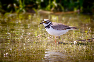Eerste upload. Foto laat in de middag genomen in het waterrijk bij Arnhem.