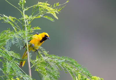 <i class='fa fa-user'></i> charlysax |   Spiegeltroepiaal  <i class='fa fa-eye'> 156</i>  <i class='fa fa-thumbs-up'> 8</i>   <i class='fa fa-comment-o'> 4</i>