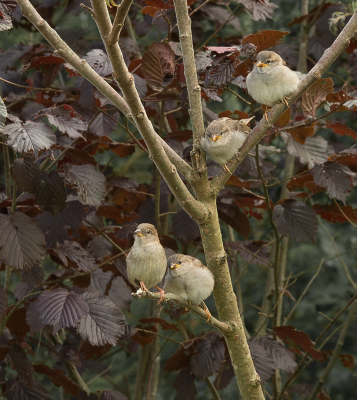 Vier jonge musjes zitten in de Sumac tree, te wachten op moeke voor hun voedsel.
