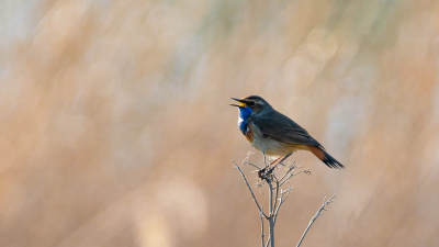 Deze blauwborst had het reuze naar zijn zin in de rietkraag van het randmeer