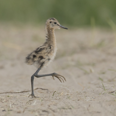 <i class='fa fa-user'></i> Robert Westerhof |   Grutto  <i class='fa fa-eye'> 325</i>  <i class='fa fa-thumbs-up'> 23</i>   <i class='fa fa-comment-o'> 11</i>