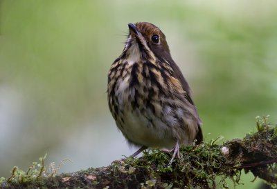 <i class='fa fa-user'></i> charlysax |   Okerkapdwergmierpitta  <i class='fa fa-eye'> 144</i>  <i class='fa fa-thumbs-up'> 11</i>   <i class='fa fa-comment-o'> 12</i>