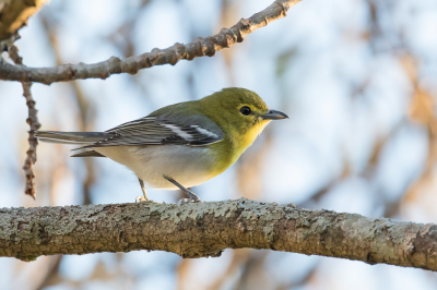 <i class='fa fa-user'></i> Paul van Giersbergen |   Geelborstvireo  <i class='fa fa-eye'> 130</i>  <i class='fa fa-thumbs-up'> 2</i>   <i class='fa fa-comment-o'> 2</i>