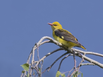 <i class='fa fa-user'></i> Frank van der Wielen |   Wielewaal  <i class='fa fa-eye'> 380</i>  <i class='fa fa-thumbs-up'> 18</i>   <i class='fa fa-comment-o'> 12</i>