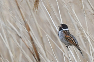 Deze rietgors was ik de Ooijpolder uitbundig aan het zingen.