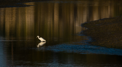 Reflecties, reflecties, een voortdurende bron van inspiratie.
En het draait toch altijd rond het vogelleven.