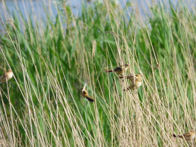Groepje jonge baardmannetjes, welke speels door en in de rietkraag aan het vliegen waren. Ik denk dat het 6 jongen zijn, maar weet het niet zeker.