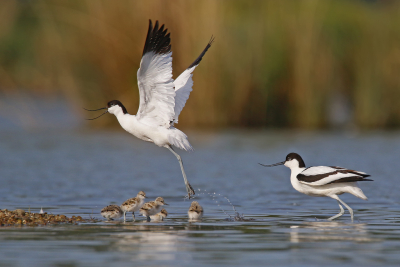 <i class='fa fa-user'></i> Gejo Wassink |   Kluut  <i class='fa fa-eye'> 344</i>  <i class='fa fa-thumbs-up'> 8</i>   <i class='fa fa-comment-o'> 8</i>