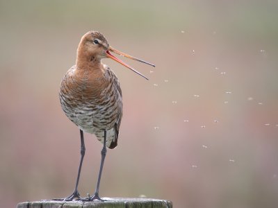 <i class='fa fa-user'></i> Marcel van der Tol |   Grutto  <i class='fa fa-eye'> 279</i>  <i class='fa fa-thumbs-up'> 8</i>   <i class='fa fa-comment-o'> 11</i>