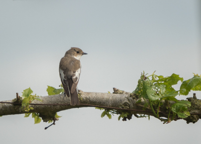 Soms moet je gewoon een kopje koffie drinken om een mooie foto van een vogel te kunnen maken. Deze vliegenvanger kwam iedere keer even zitten op de tak van onze Linde, die zo'n 10 meter van ons tuin bankje staat. 's Avonds valt daar dan het mooiste licht op, dus bij ons koffie break, even de camera erbij gelegd en binnen 2 minuten stond hij erop. Genomen vanaf het bankje.