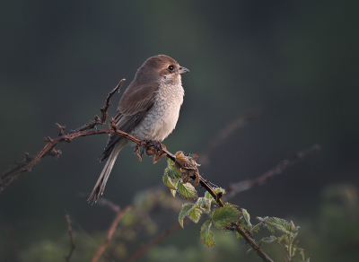 <i class='fa fa-user'></i> Hillebrand Keun |   Grauwe Klauwier  <i class='fa fa-eye'> 226</i>  <i class='fa fa-thumbs-up'> 17</i>   <i class='fa fa-comment-o'> 9</i>