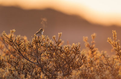 <i class='fa fa-user'></i> Hans Overduin |   Fitis  <i class='fa fa-eye'> 279</i>  <i class='fa fa-thumbs-up'> 24</i>   <i class='fa fa-comment-o'> 15</i>