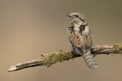 <i class='fa fa-user'></i> Rijn Bcude |   Draaihals  <i class='fa fa-eye'> 631</i>  <i class='fa fa-thumbs-up'> 33</i>   <i class='fa fa-comment-o'> 14</i>