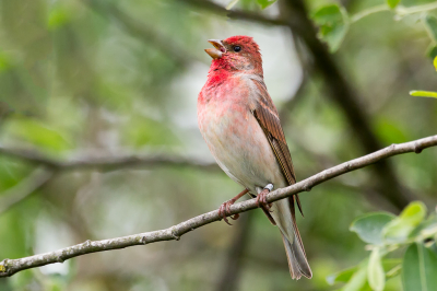 <i class='fa fa-user'></i> pjvantuil |   Roodmus  <i class='fa fa-eye'> 364</i>  <i class='fa fa-thumbs-up'> 4</i>   <i class='fa fa-comment-o'> 6</i>