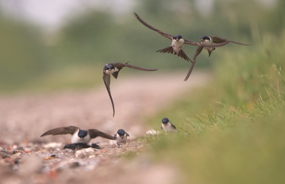 <i class='fa fa-user'></i> Krijn Dijkema |   Huiszwaluw  <i class='fa fa-eye'> 282</i>  <i class='fa fa-thumbs-up'> 5</i>   <i class='fa fa-comment-o'> 8</i>