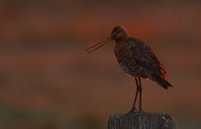 <i class='fa fa-user'></i> Eric Gibcus |   Grutto  <i class='fa fa-eye'> 314</i>  <i class='fa fa-thumbs-up'> 32</i>   <i class='fa fa-comment-o'> 14</i>