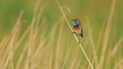 Deze blauwborst liet zich prachtig zien op de windstille avond