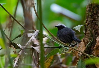 <i class='fa fa-user'></i> charlysax |   Witbrauwmierkruiper  <i class='fa fa-eye'> 135</i>  <i class='fa fa-thumbs-up'> 1</i>   <i class='fa fa-comment-o'> 3</i>