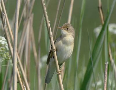 <i class='fa fa-user'></i> henkdikkers |   Bosrietzanger  <i class='fa fa-eye'> 258</i>  <i class='fa fa-thumbs-up'> 12</i>   <i class='fa fa-comment-o'> 9</i>