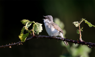 Deze braamsluiper zat op het bovenste takje van zijn habitat (een braamstruik zoals je ziet) te zingen dat het een lieve lust was.
Hij was niet zo schuw en kwam steeds weer op hetzelfde takje zitten om te zingen
Op de achtergrond het donkere water van het Nijkerkernauw.