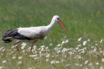 In de uiterwaarden van de IJssel waar we aan het fietsen waren zag ik een paar ooievaars foerageren in een weiland waar veel margrieten bloeiden.
Snel mijn fototoestel uit mijn zijtas gepakt en een paar fotos genomen met mijn camera rustend op een laag paaltje. Geeft wel een mooi lentegevoel. 
Groeten, Rob