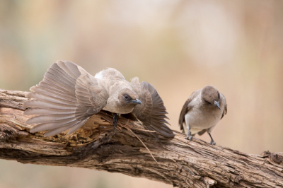 <i class='fa fa-user'></i> pjvantuil |   Grauwe Buulbuul  <i class='fa fa-eye'> 203</i>  <i class='fa fa-thumbs-up'> 5</i>   <i class='fa fa-comment-o'> 5</i>