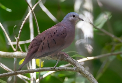 <i class='fa fa-user'></i> charlysax |   Buckleys Duif  <i class='fa fa-eye'> 155</i>  <i class='fa fa-thumbs-up'> 4</i>   <i class='fa fa-comment-o'> 5</i>