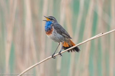 Deze blauwborst trof ik al enthousiast zingend aan om 5 over 6 in de morgen, hij was zo enthousiast aan het zingen dat hij zich makkelijk liet fotograferen. Een beter begin van de dag kon ik niet wensen.