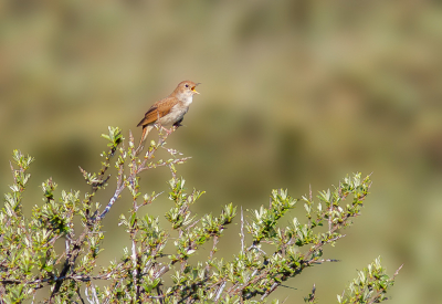 <i class='fa fa-user'></i> hansgans |   Nachtegaal  <i class='fa fa-eye'> 454</i>  <i class='fa fa-thumbs-up'> 19</i>   <i class='fa fa-comment-o'> 13</i>