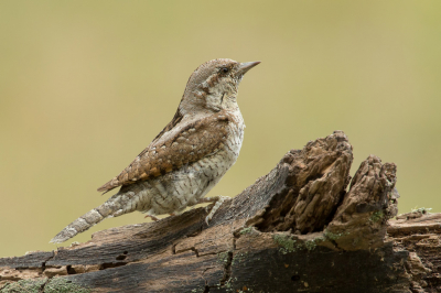 <i class='fa fa-user'></i> Rijn Bcude |   Draaihals  <i class='fa fa-eye'> 457</i>  <i class='fa fa-thumbs-up'> 30</i>   <i class='fa fa-comment-o'> 20</i>