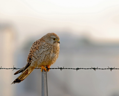 Knuffelbaar torenvalkje op prikkeldraad. Ik vond de houding en met name de klemmende pootjes mooi.

1/100 op 270mm,iso200,F6 d200+bigma