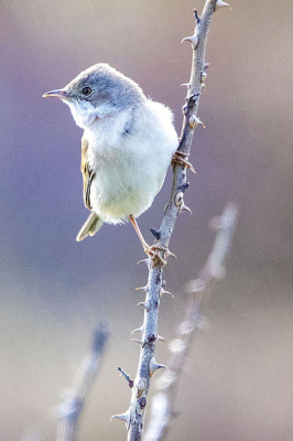 Mijn eerste foto die ik upload op birdpix.
Deze grasmus is gemaakt vanuit de auto op de parkeerplaats van het strand van Schoorl.