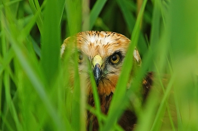 <i class='fa fa-user'></i> david ruijs |   Bruine Kiekendief  <i class='fa fa-eye'> 516</i>  <i class='fa fa-thumbs-up'> 12</i>   <i class='fa fa-comment-o'> 8</i>