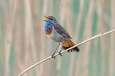 Deze enthousiaste blauwborst kwam ik morgens vroeg om vijf over zes al tegen, hij bleef ook nog lang genoeg zitten om een plaatje van te maken. Een goed begin van de dag.