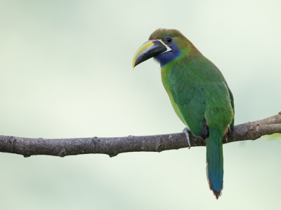 <i class='fa fa-user'></i> Paul van Giersbergen |   Blauwkeelarassari  <i class='fa fa-eye'> 111</i>  <i class='fa fa-thumbs-up'> 5</i>   <i class='fa fa-comment-o'> 2</i>