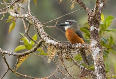 <i class='fa fa-user'></i> charlysax |   Diadeembaardkoekoek  <i class='fa fa-eye'> 152</i>  <i class='fa fa-thumbs-up'> 13</i>   <i class='fa fa-comment-o'> 8</i>