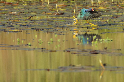 <i class='fa fa-user'></i> Martjan Lammertink |   Amerikaans Purperhoen  <i class='fa fa-eye'> 205</i>  <i class='fa fa-thumbs-up'> 5</i>   <i class='fa fa-comment-o'> 3</i>