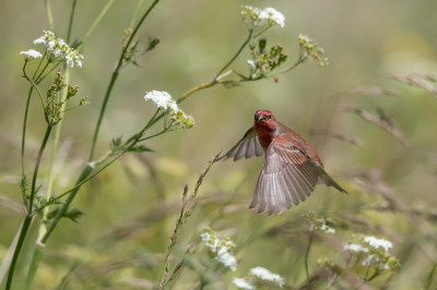 <i class='fa fa-user'></i> Peter Soer |   Roodmus  <i class='fa fa-eye'> 310</i>  <i class='fa fa-thumbs-up'> 4</i>   <i class='fa fa-comment-o'> 6</i>