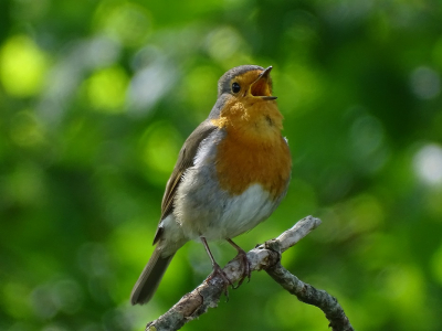 ik liep door het park te fotograferen. toen ik deze roodborst zag zingen dat leverde me dit plaatje op.