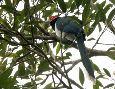 <i class='fa fa-user'></i> Frank van der Wielen |   Roodwangmalkoha  <i class='fa fa-eye'> 142</i>   <i class='fa fa-comment-o'> 7</i>